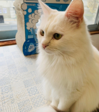 koyuki