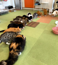 ご飯タイム