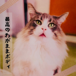 Kaedeのイメージ画像