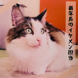 ルカワ(Rukawa)の画像