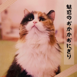 彩子(Ayako)の画像