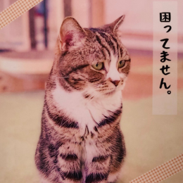春子(Haruko)の画像