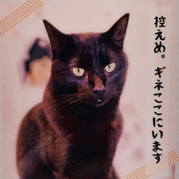 ギネス(Ginesu)の画像