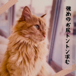 こむぎ (Komugi)の画像