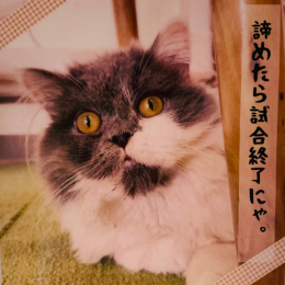 タプタプ(Taputapu)の画像